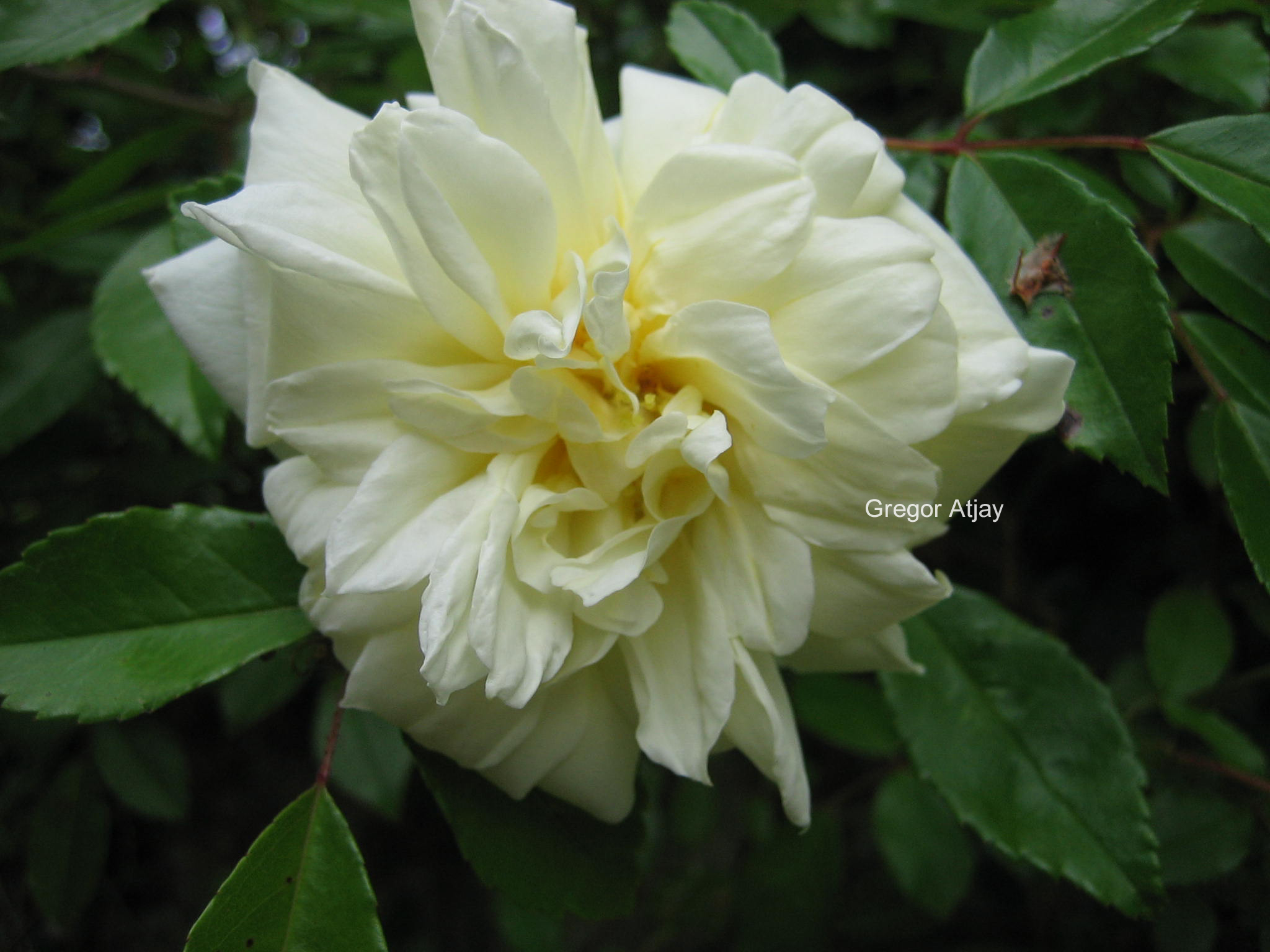 Rosa 'Alberic Barbier'