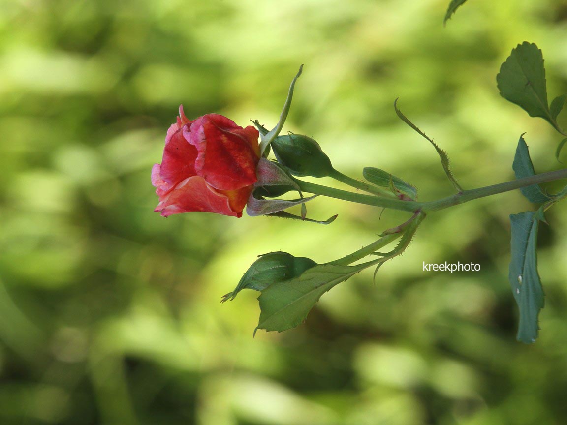 Rosa 'Aloha'