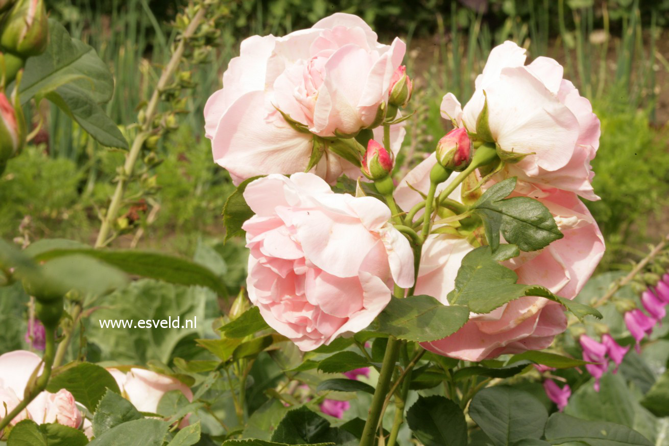 Rosa 'Astrid Lindgren'