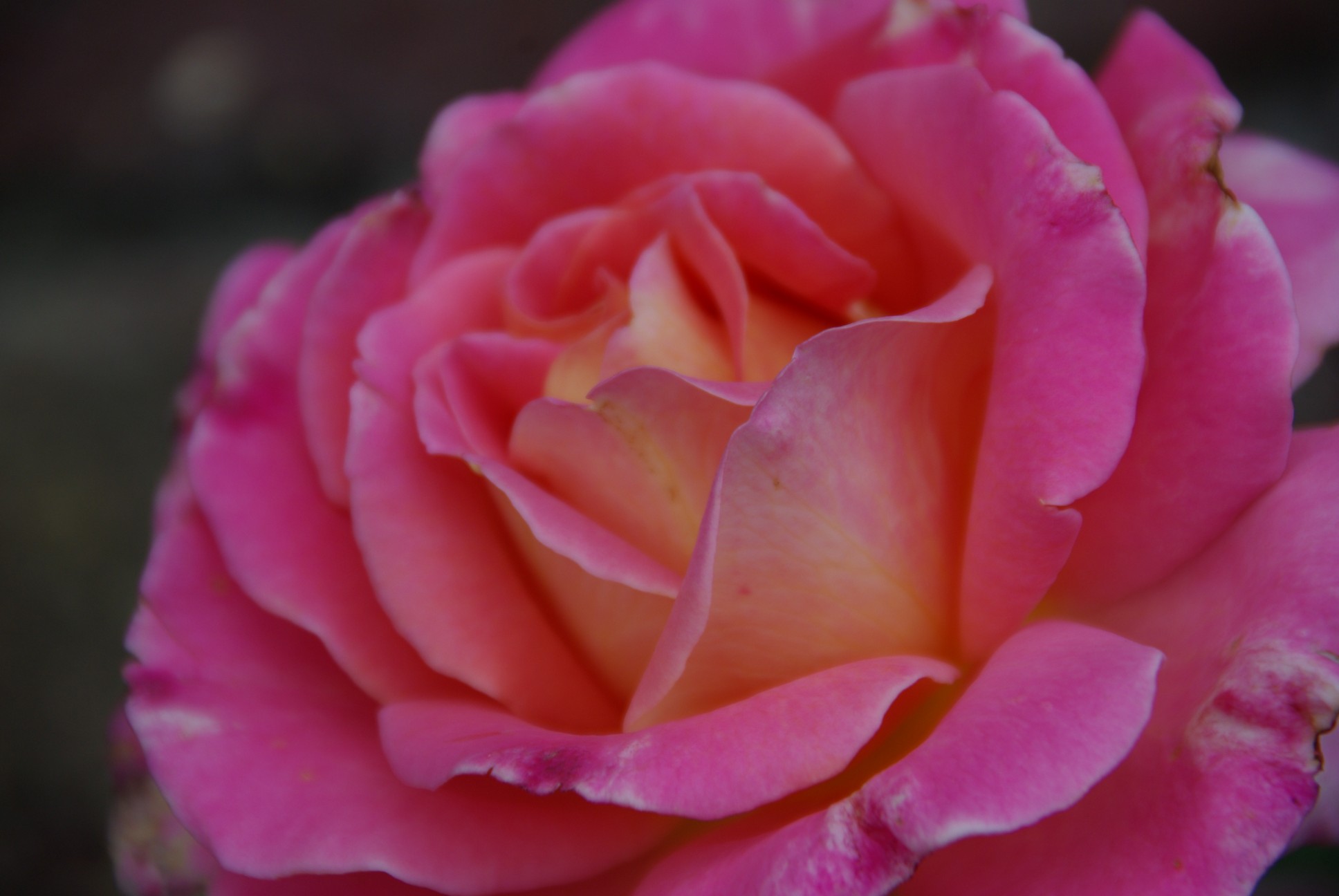 Rosa 'Audrey Wilcox'