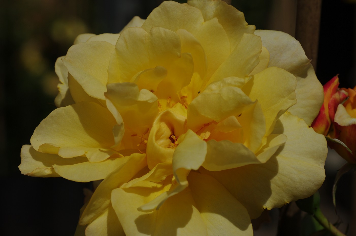 Rosa 'Autumn Sunset'