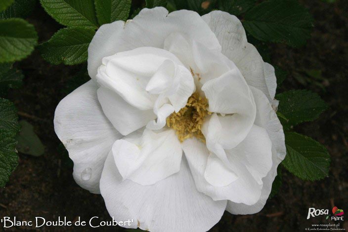 Rosa 'Blanc Double de Coubert'
