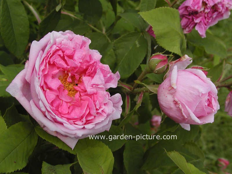 Rosa 'Comte de Chambord'