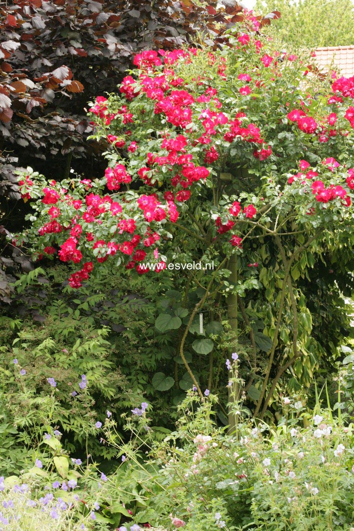 Rosa 'Dortmund'