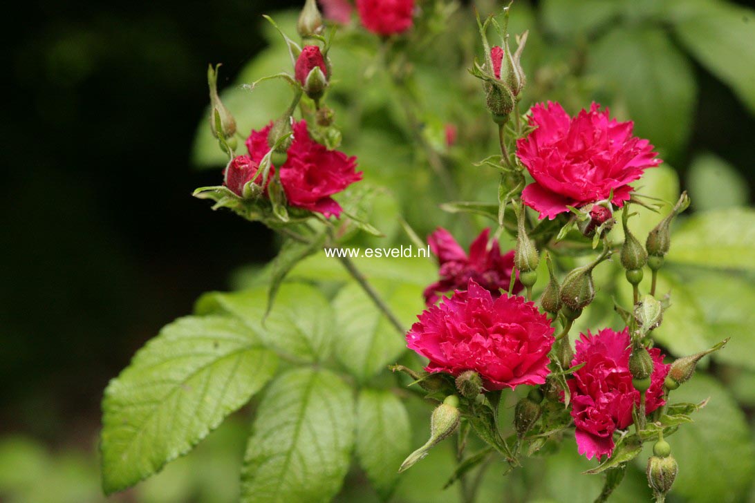 Rosa 'F.J. Grootendorst'