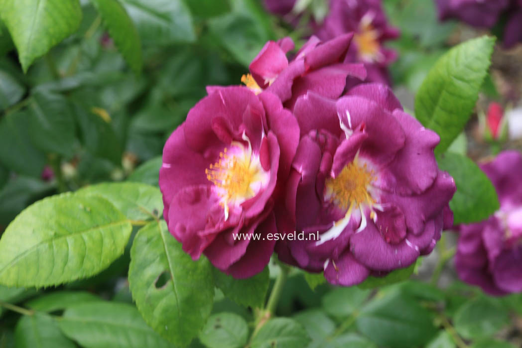 Rosa 'Frantasia' (RHAPSODY IN BLUE)