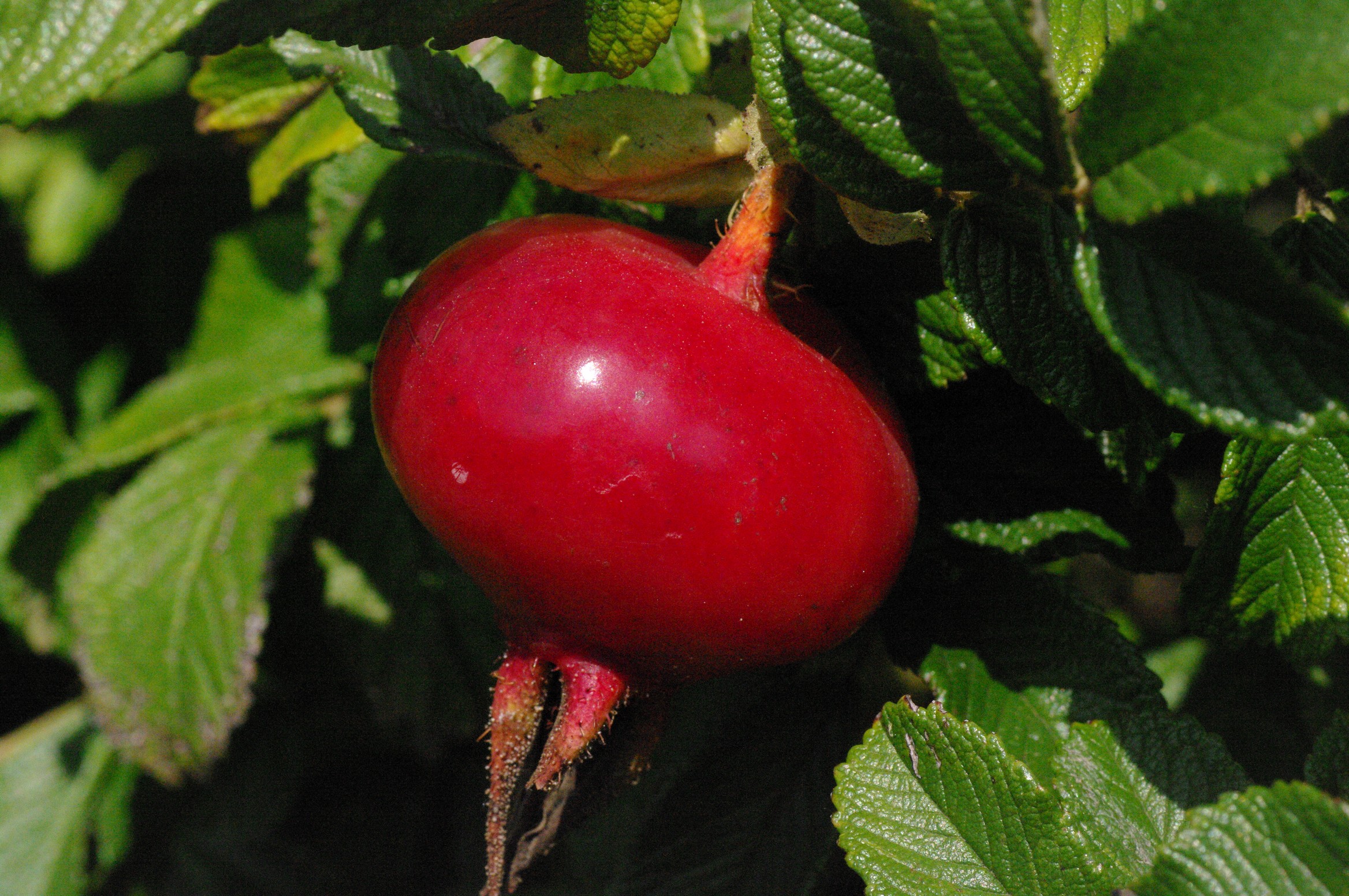 Rosa 'Georg Ruf'