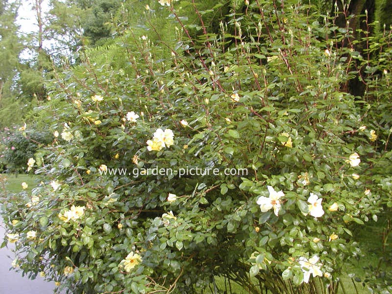 Rosa 'Golden Showers'