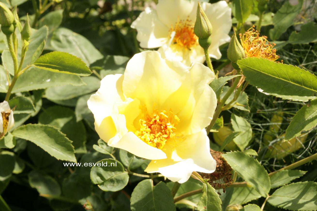 Rosa 'Golden Wings'