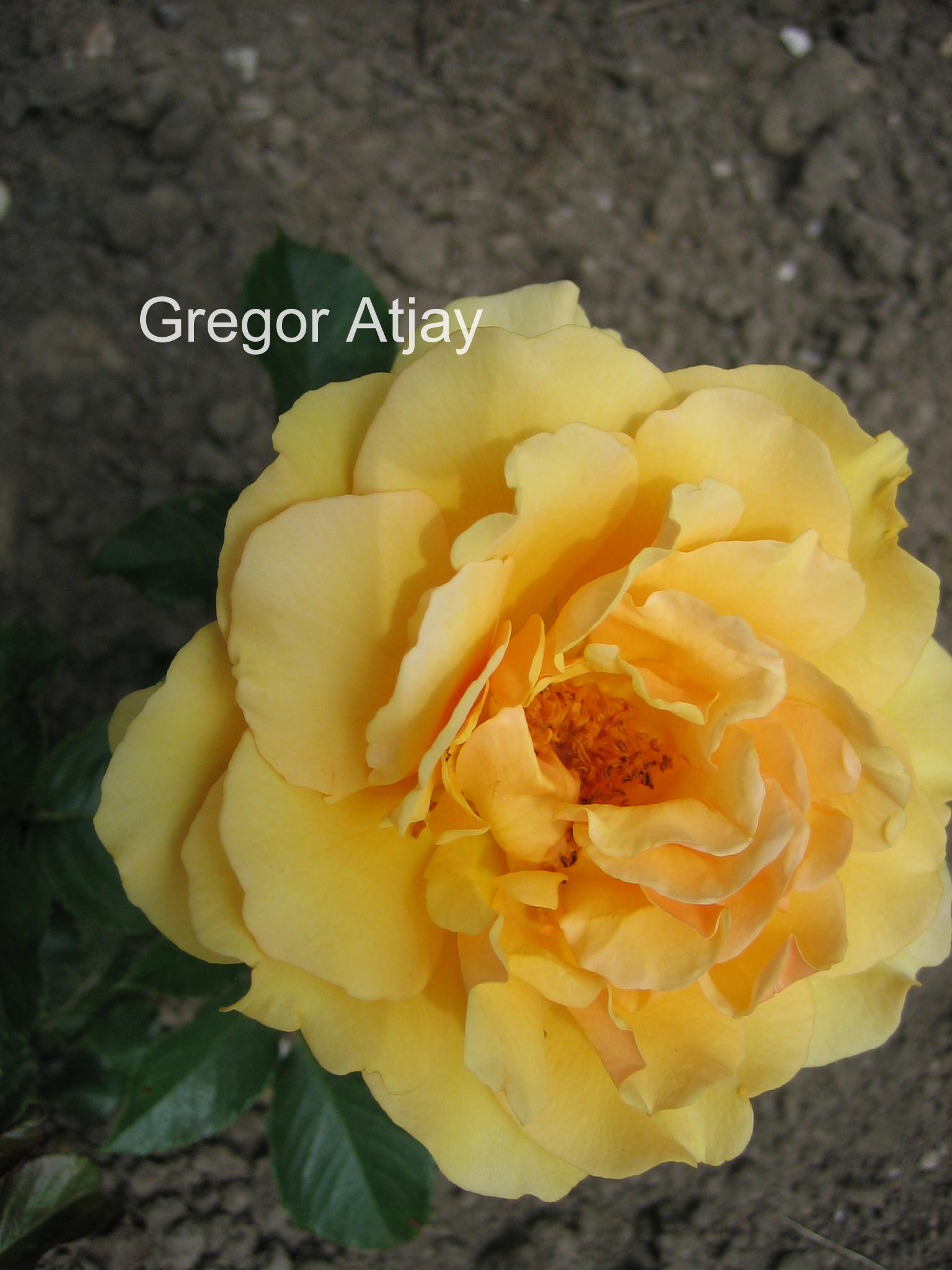 Rosa 'Harroony' (AMBER QUEEN)