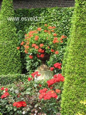 Rosa 'Havam' (AMSTERDAM)