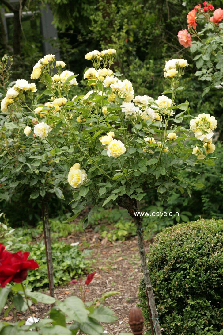 Rosa 'Havobog' (GOLDEN BORDER)