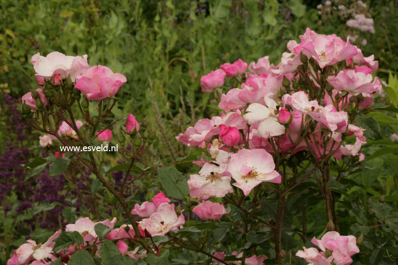 Rosa 'Interall' (ROSY CUSHION)