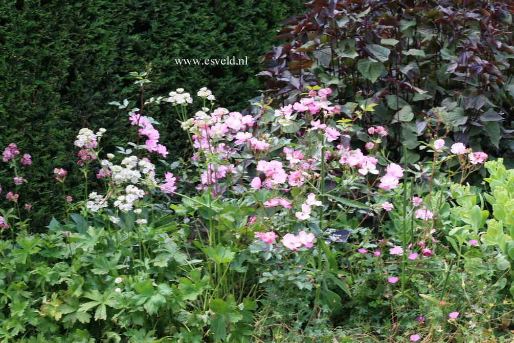Rosa 'Interlav' (LAVENDER DREAM)