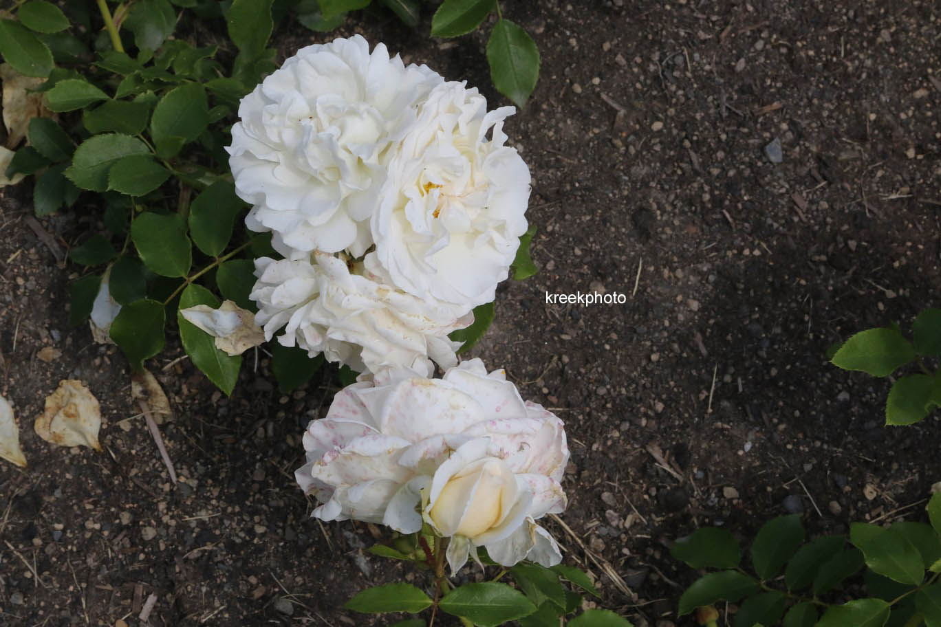 Rosa 'Kosmos'