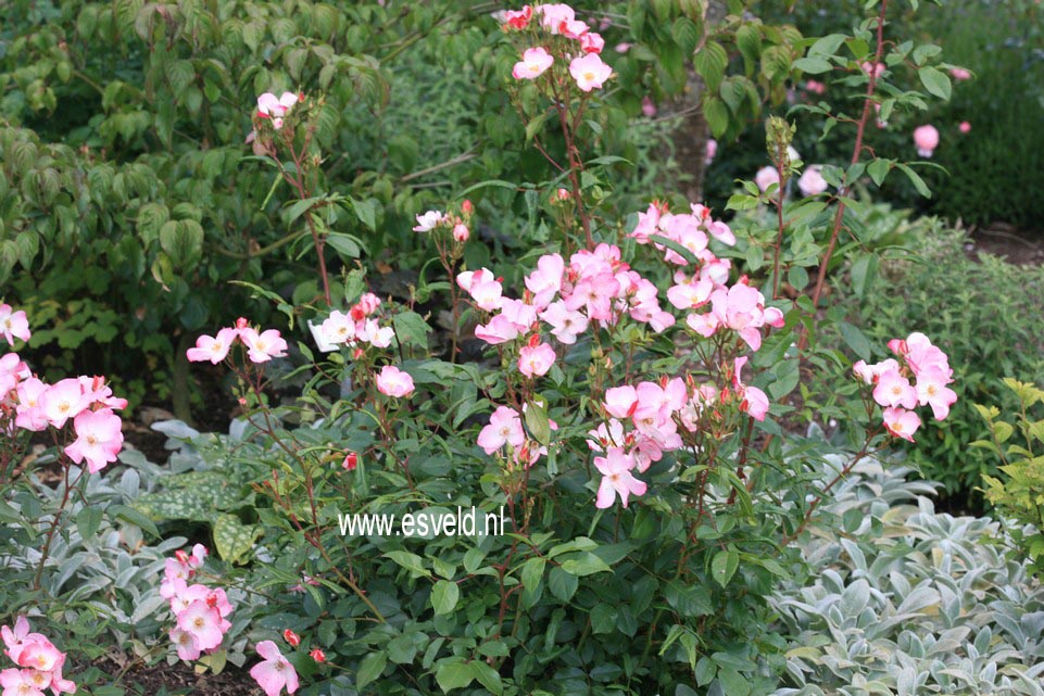 Rosa 'Lenmobri' (RUSH)