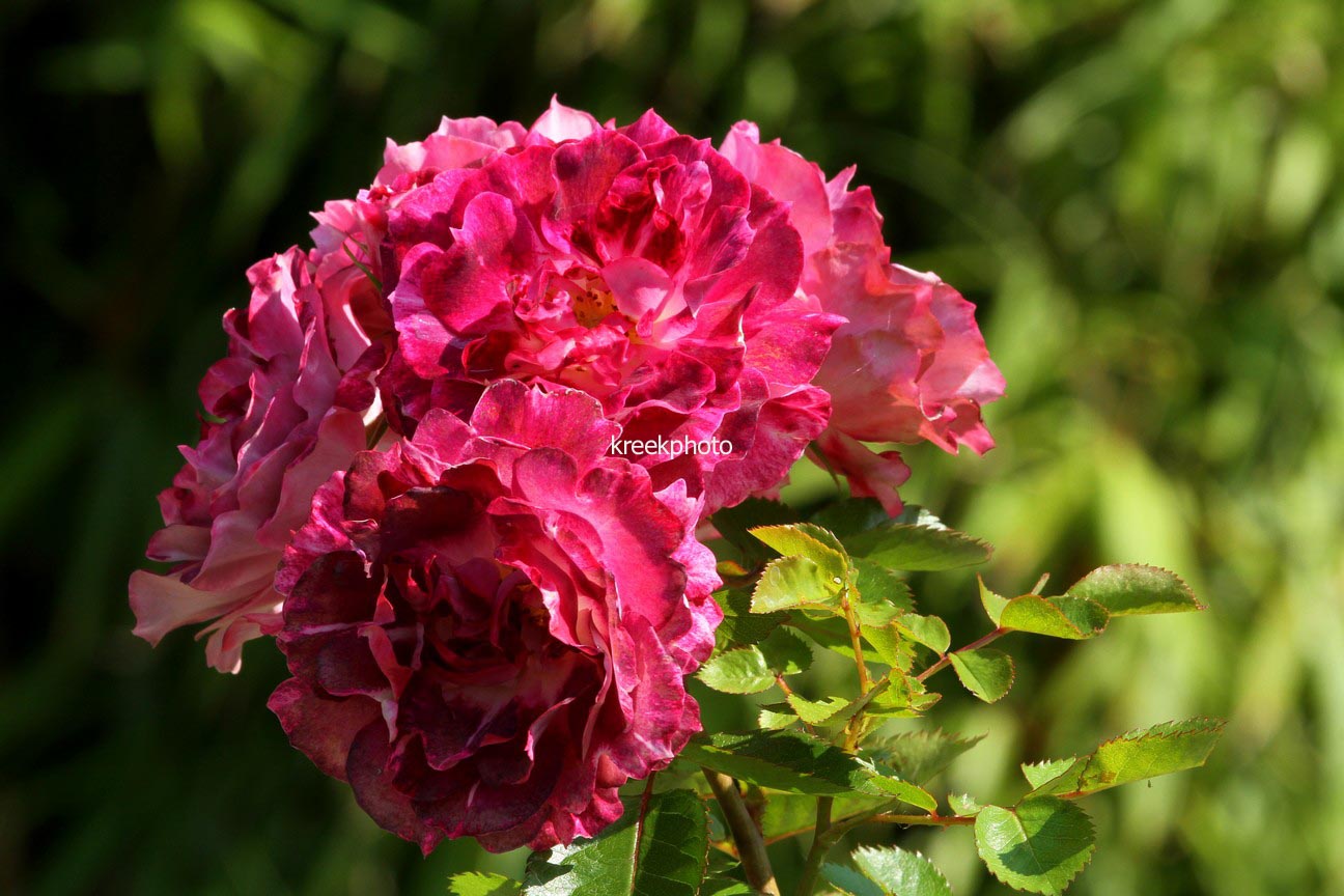 Rosa 'Let's Celebrate'