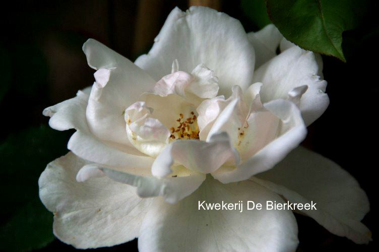 Rosa 'Madame Alfred Carriere'