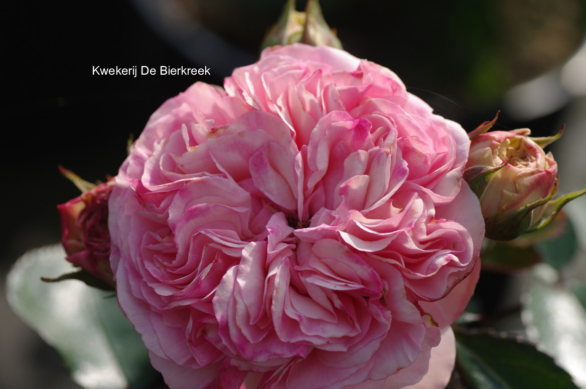 Rosa 'Mariatheresia'