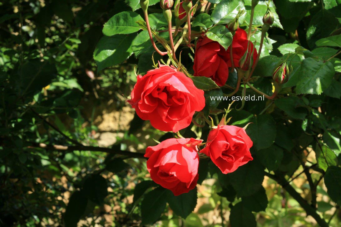 Rosa 'Meigekanu' (LA SEVILLANA)