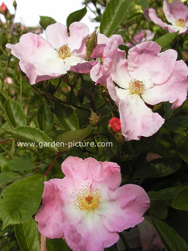 Rosa 'Nozomi' (HEIDEROESLEIN)