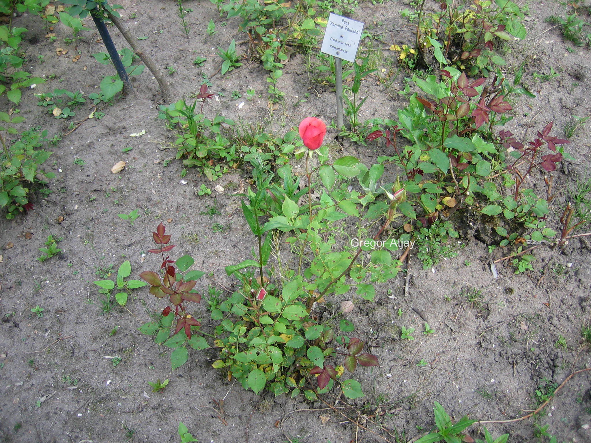 Rosa 'Pernille Poulsen'