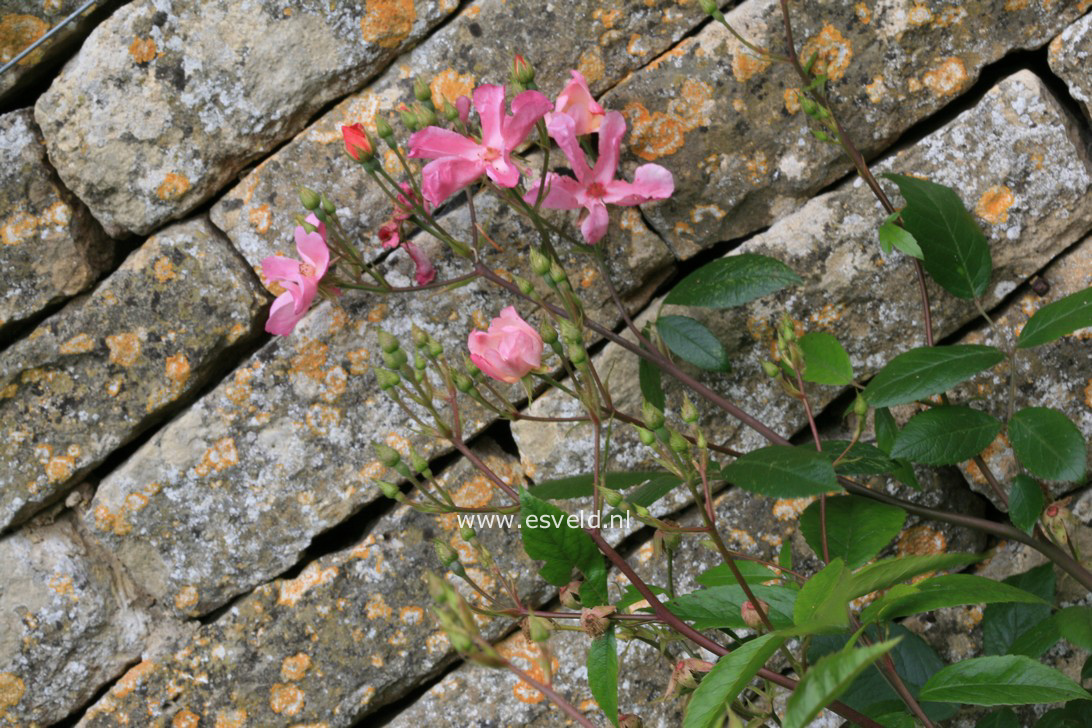 Rosa 'Plaisanterie'