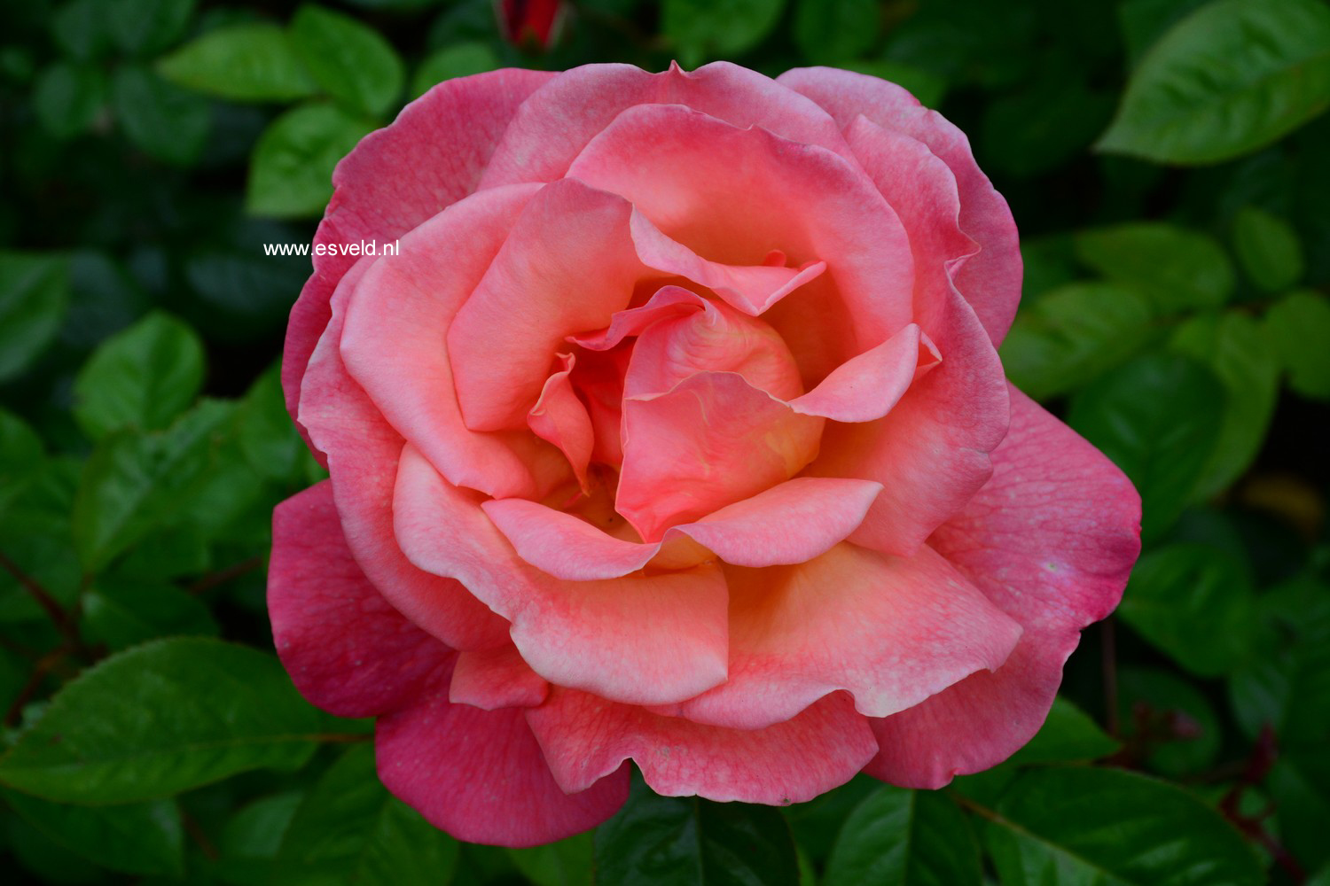 Rosa 'Poultro' (TROIKA)