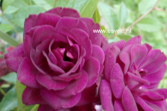 Rosa 'Prose' (BURGUNDI ICE)