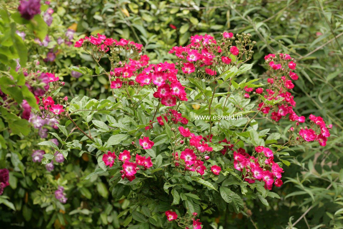 Rosa 'Red Ballerina'
