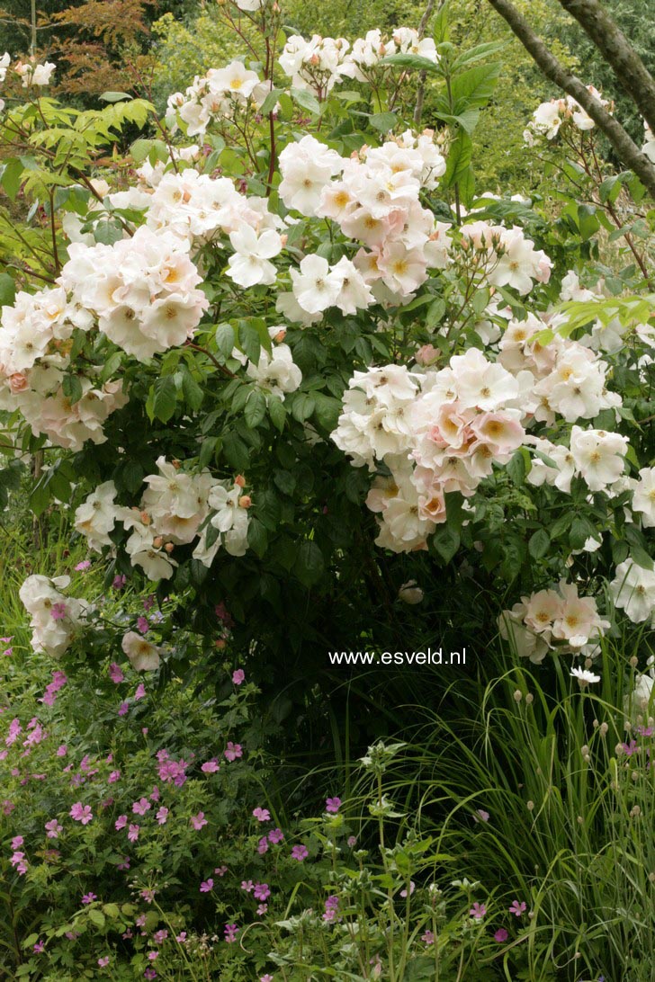 Rosa 'Sally Holmes'