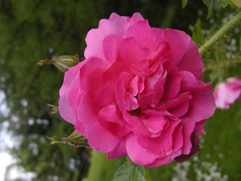Rosa 'Strolon' (POLARSONNE)