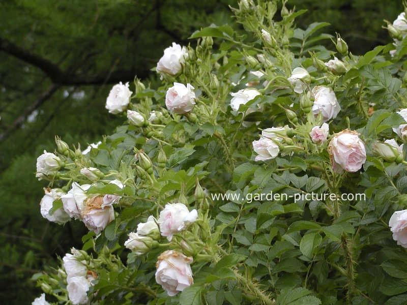 Rosa 'Stronin' (POLAREIS)