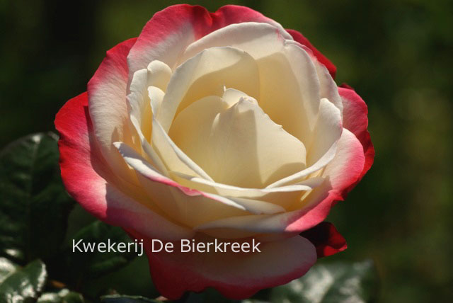 Rosa 'Taneiglab' (NOSTALGIE)