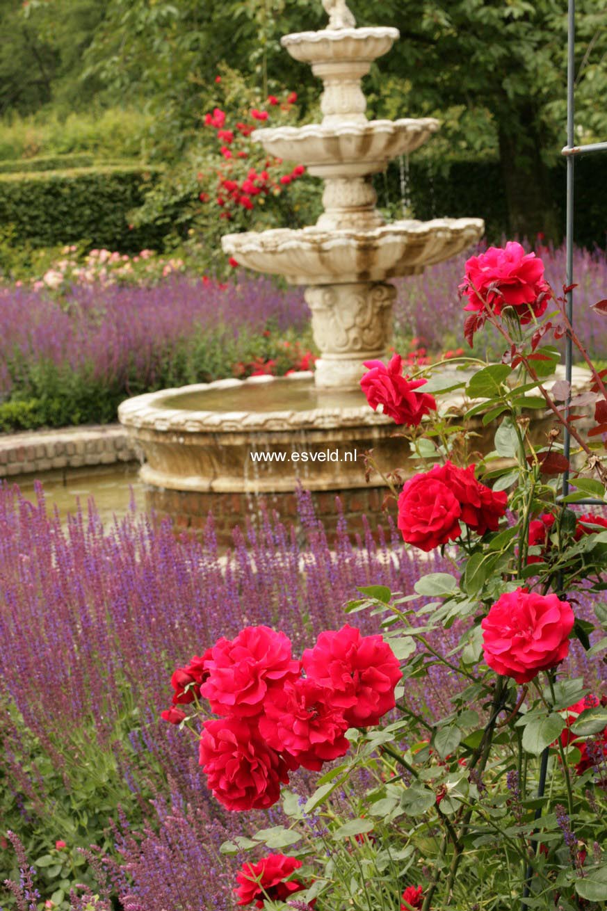 Rosa 'Tanklesant' (SANTANA)