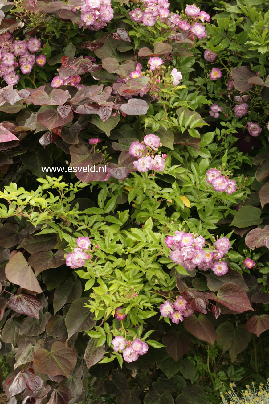Rosa 'Veilchenblau'