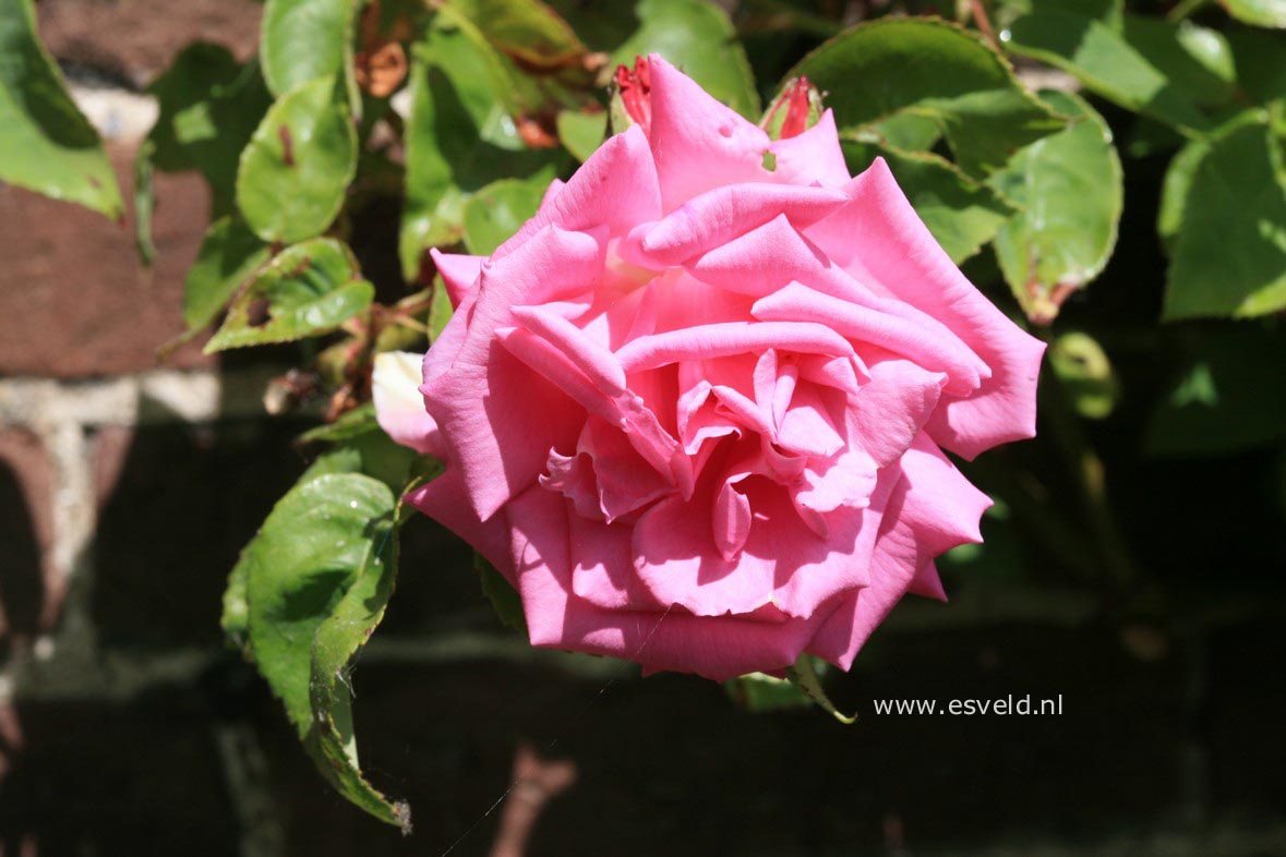 Rosa 'Zepherine Drouhin'