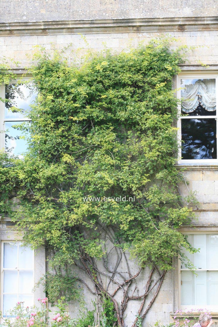 Rosa banksiae 'Lutea'