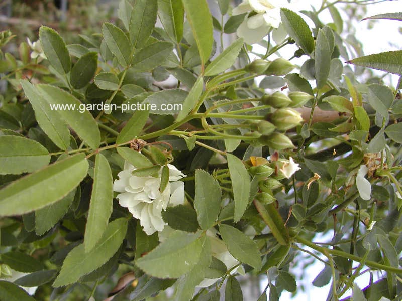 Rosa banksiae