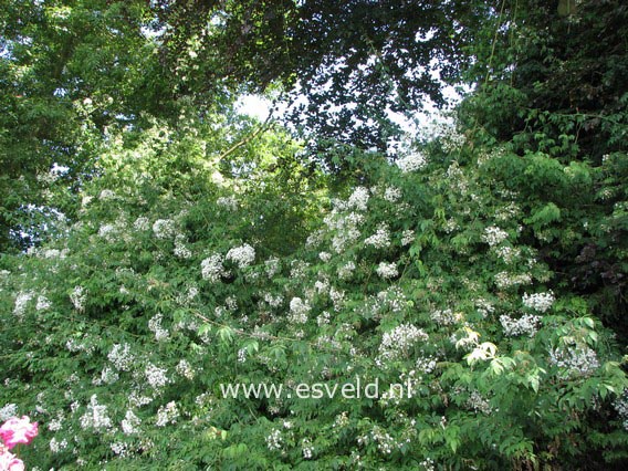 Rosa filipes 'Kiftsgate'