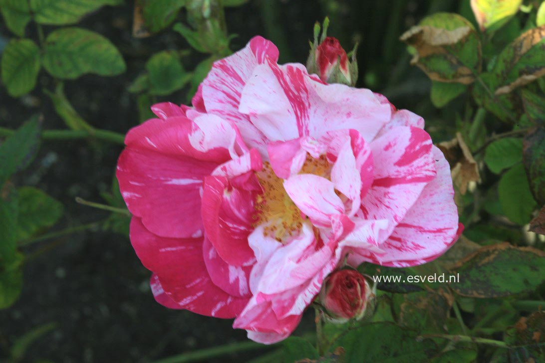 Rosa gallica 'Versicolor'