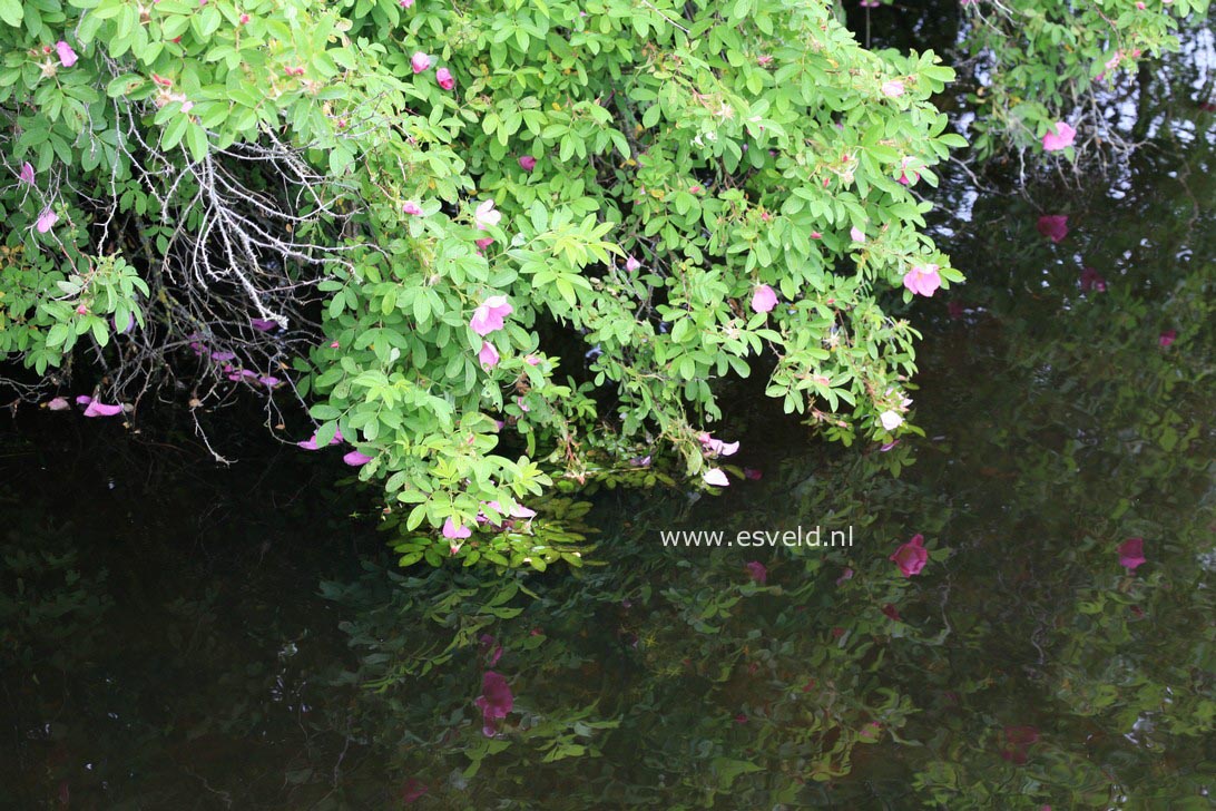 Rosa rugosa