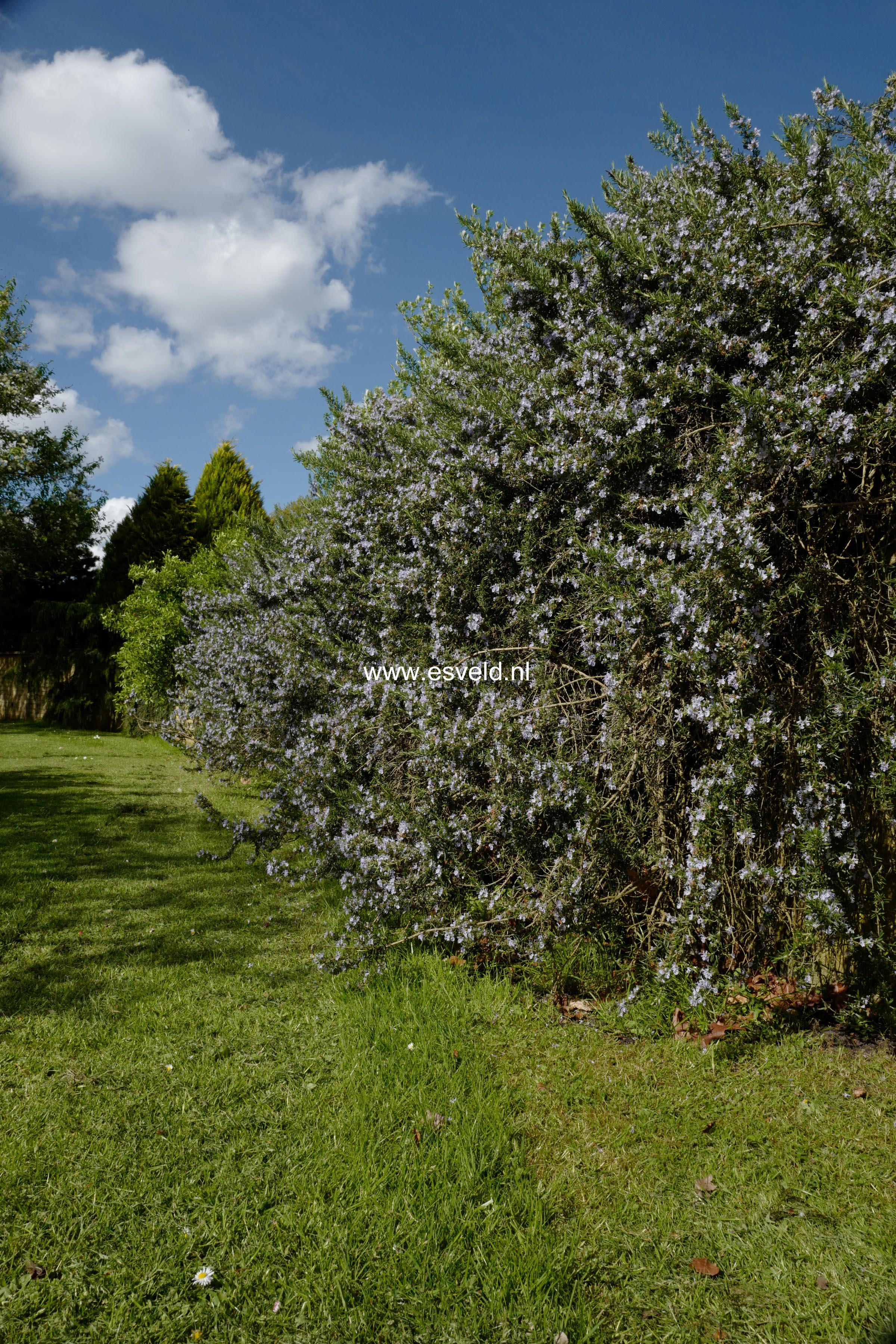 Rosmarinus officinalis 'Prostratus'