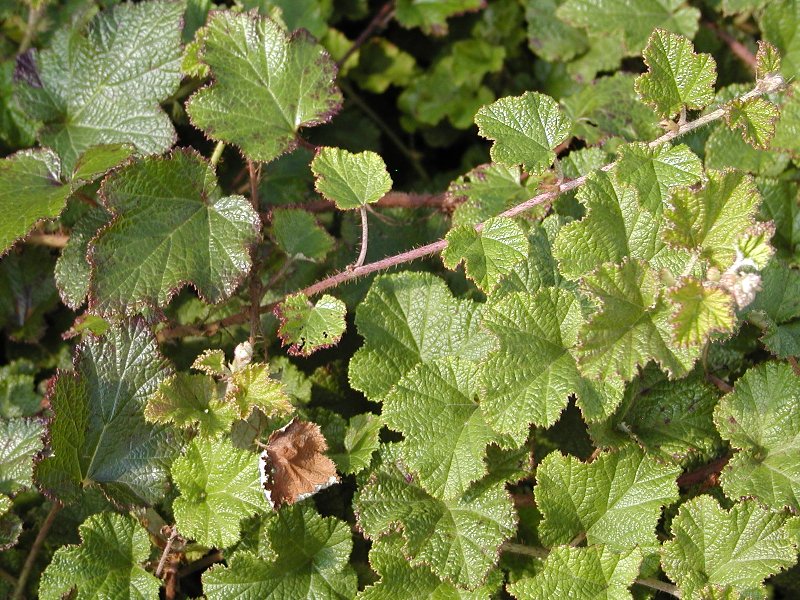 Rubus 'Betty Ashburner'