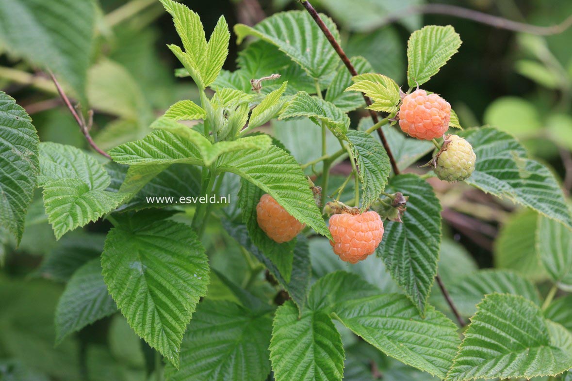 Rubus idaeus 'Fallgold'