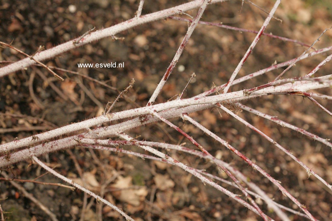 Rubus thibetanus 'Silver Fern'
