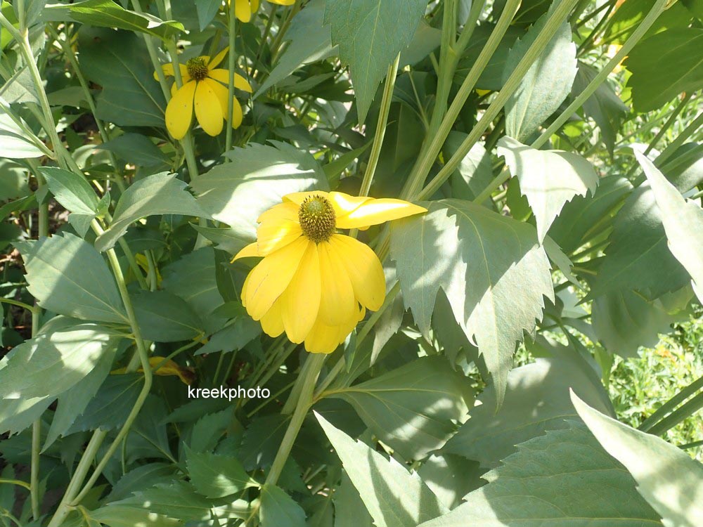 Rudbeckia nitida 'Herbstsonne'