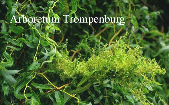 Salix 'Erythroflexuosa'