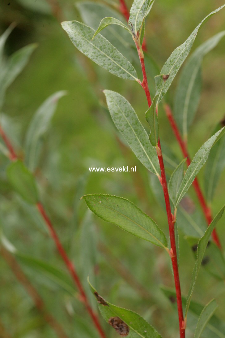 Salix alba 'Yelverton'