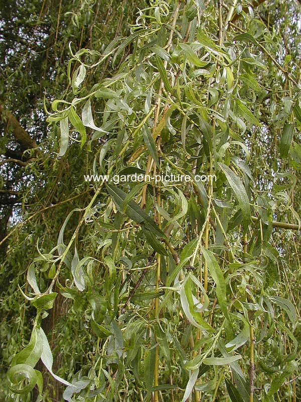 Salix alba vitellina